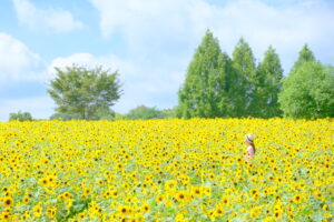 ひまわりまつり 7月26日〜8月24日